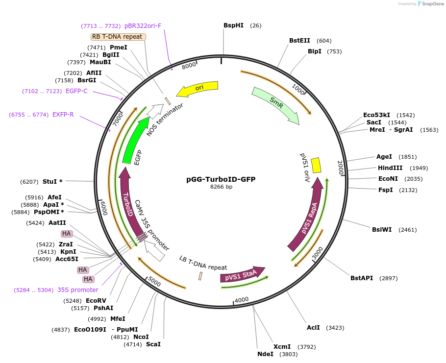209399-plasmid-map-sequence-id-418459