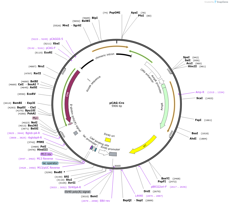 13775-plasmid-map-sequence-id-418462