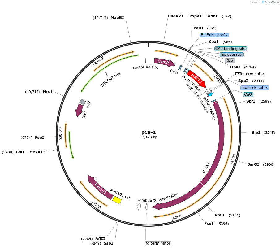 210387-plasmid-map-sequence-id-418472