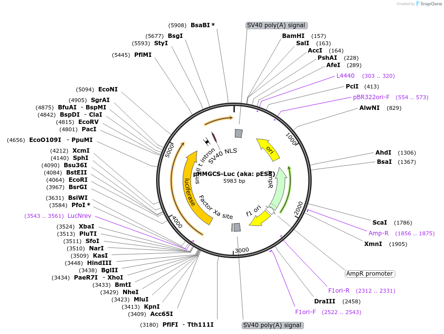14947-plasmid-map-sequence-id-418473