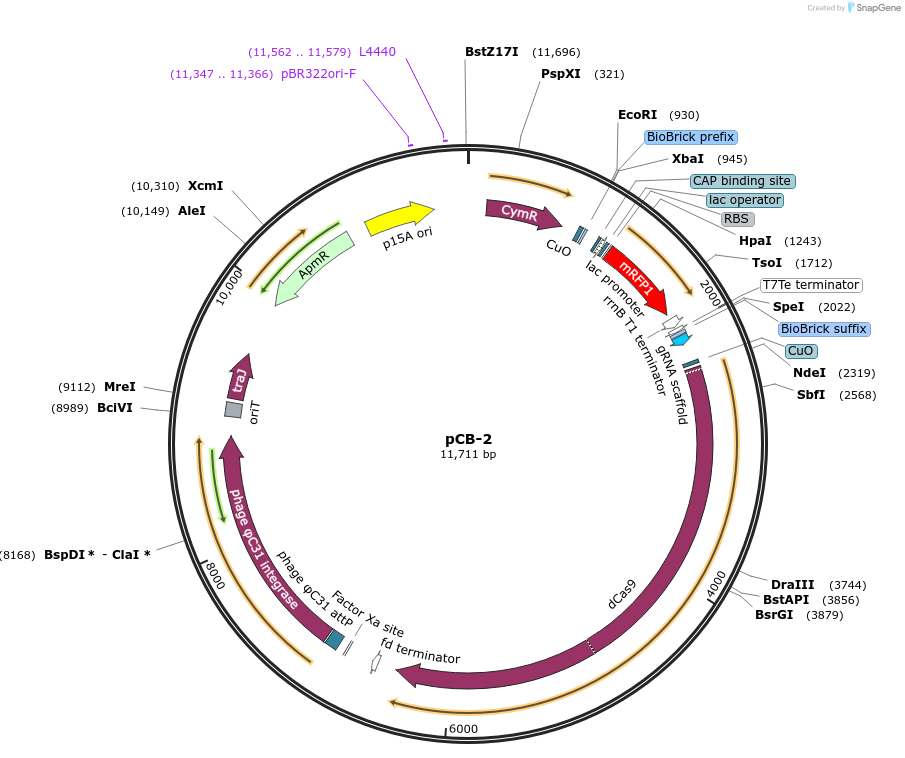 210388-plasmid-map-sequence-id-418474