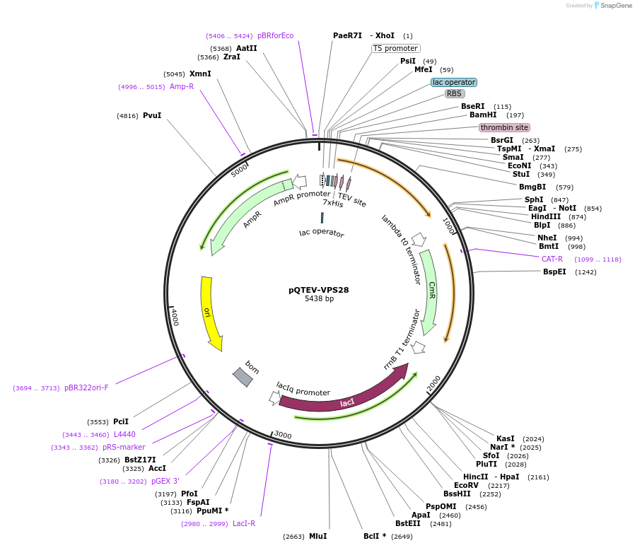 34803-plasmid-map-sequence-id-41848