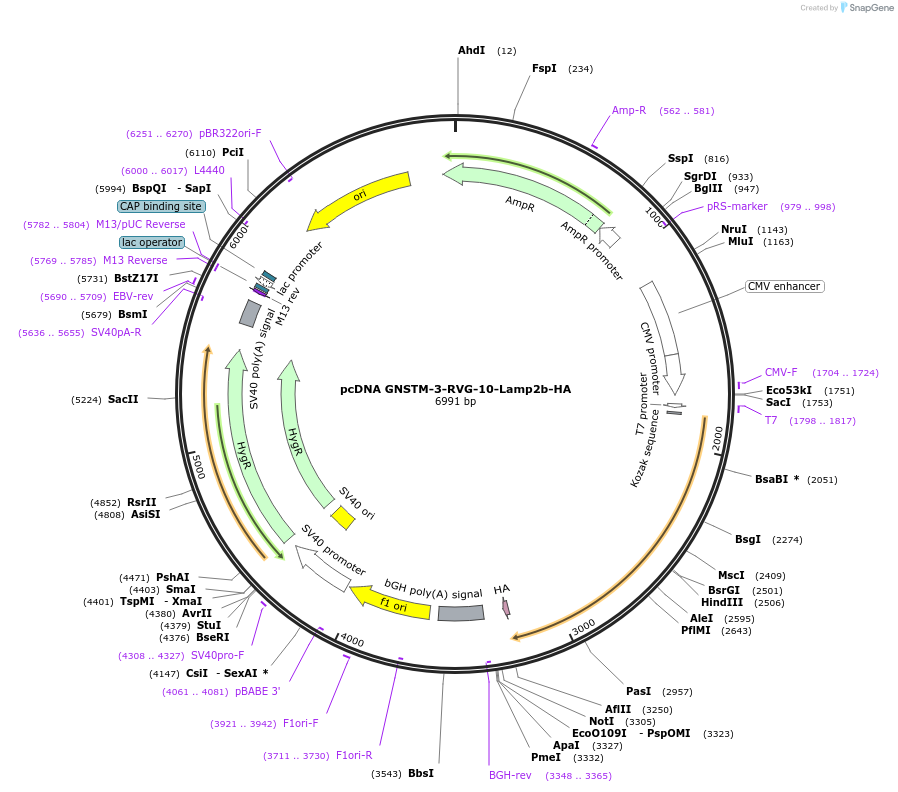 71294-plasmid-map-sequence-id-418480