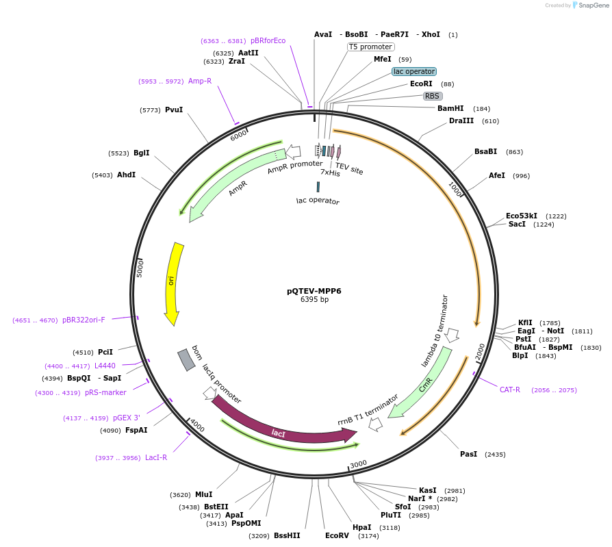 34806-plasmid-map-sequence-id-41855