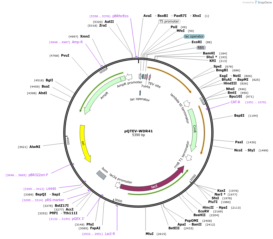 34808-plasmid-map-sequence-id-41858