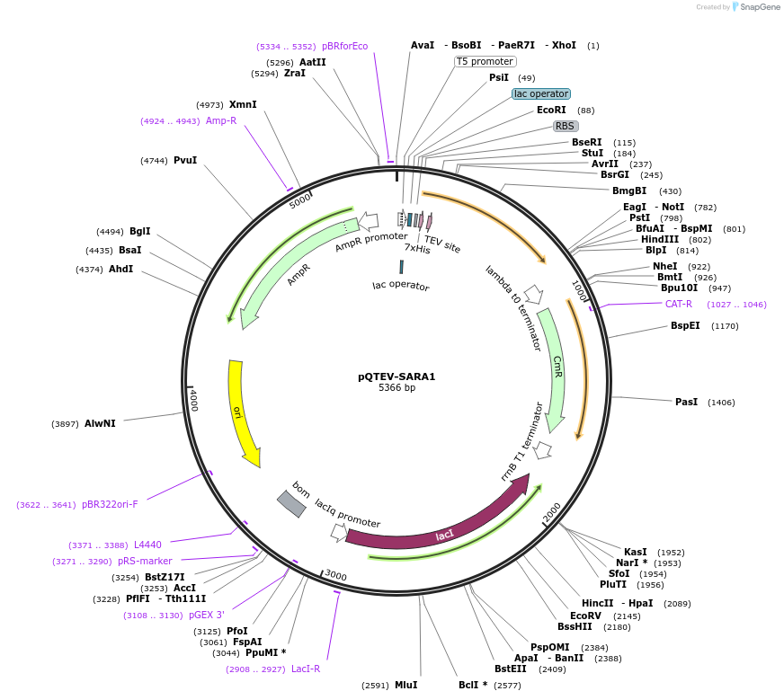 34809-plasmid-map-sequence-id-41861