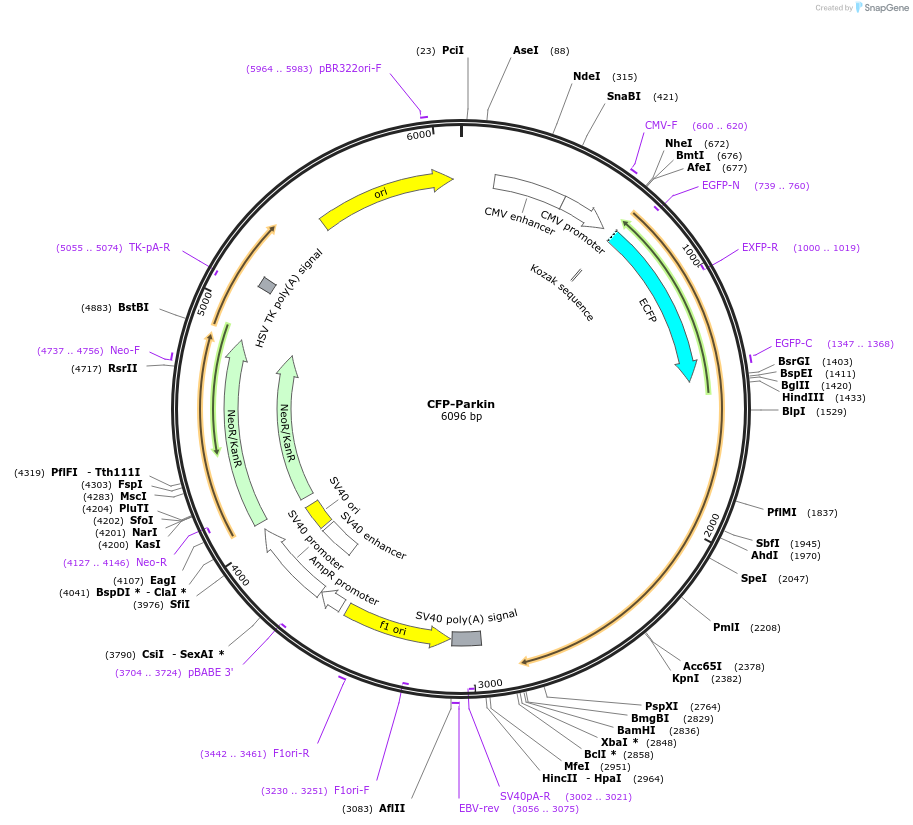 47560-plasmid-map-sequence-id-418611