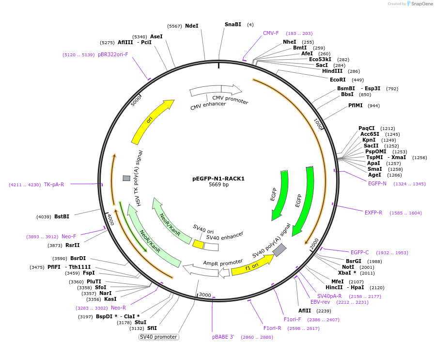 41088-plasmid-map-sequence-id-418614