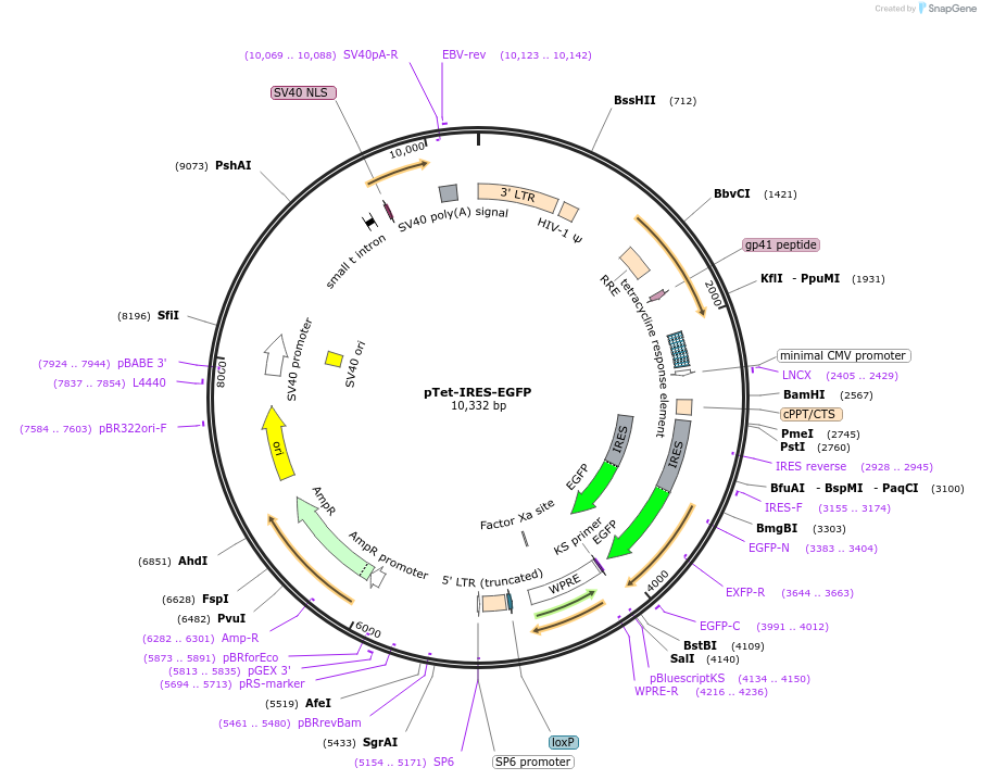 64238-plasmid-map-sequence-id-418640