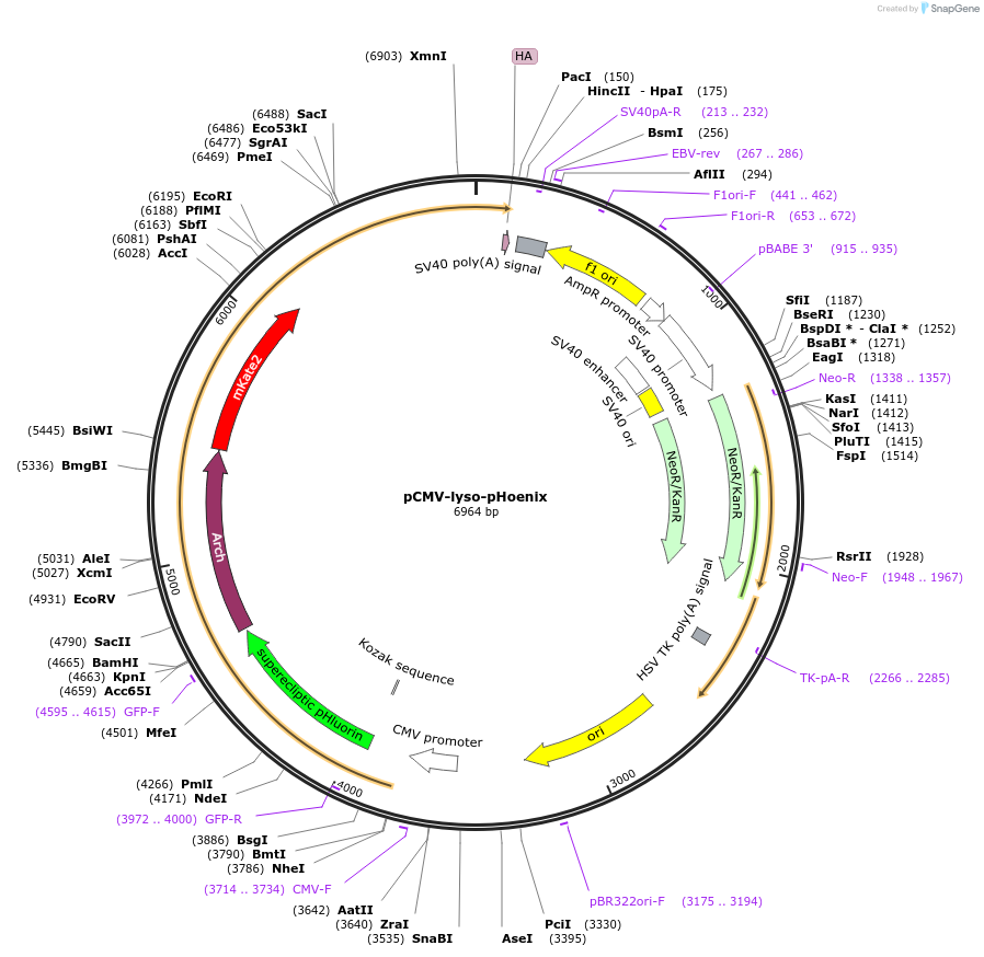 70112-plasmid-map-sequence-id-418643