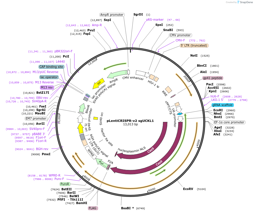 211523-plasmid-map-sequence-id-418645