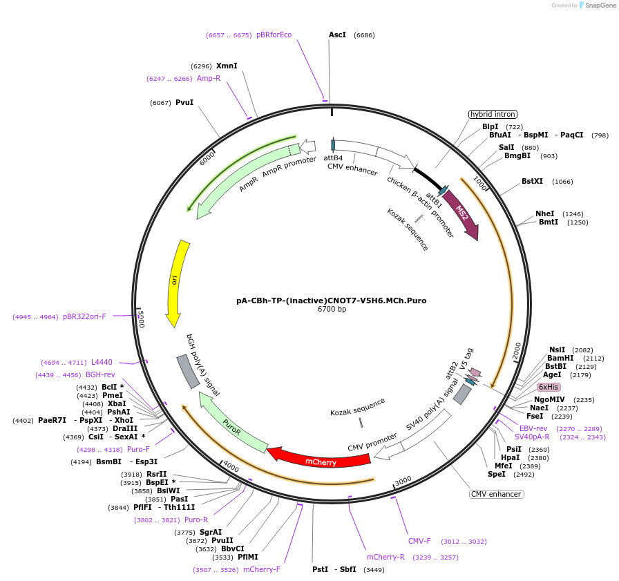 209936-plasmid-map-sequence-id-418646