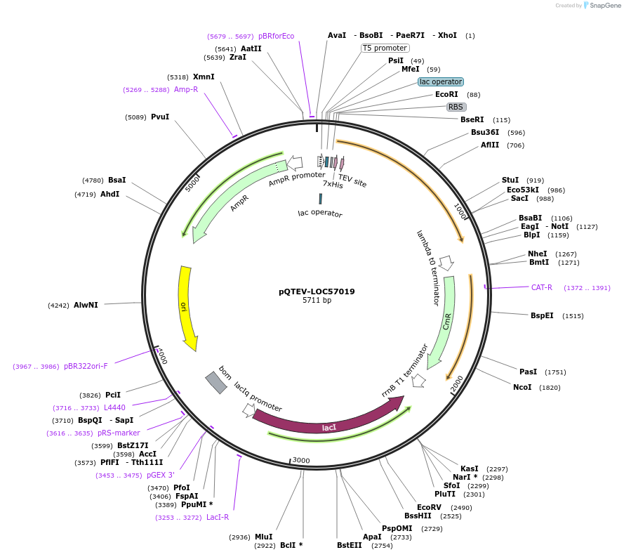 34811-plasmid-map-sequence-id-41868