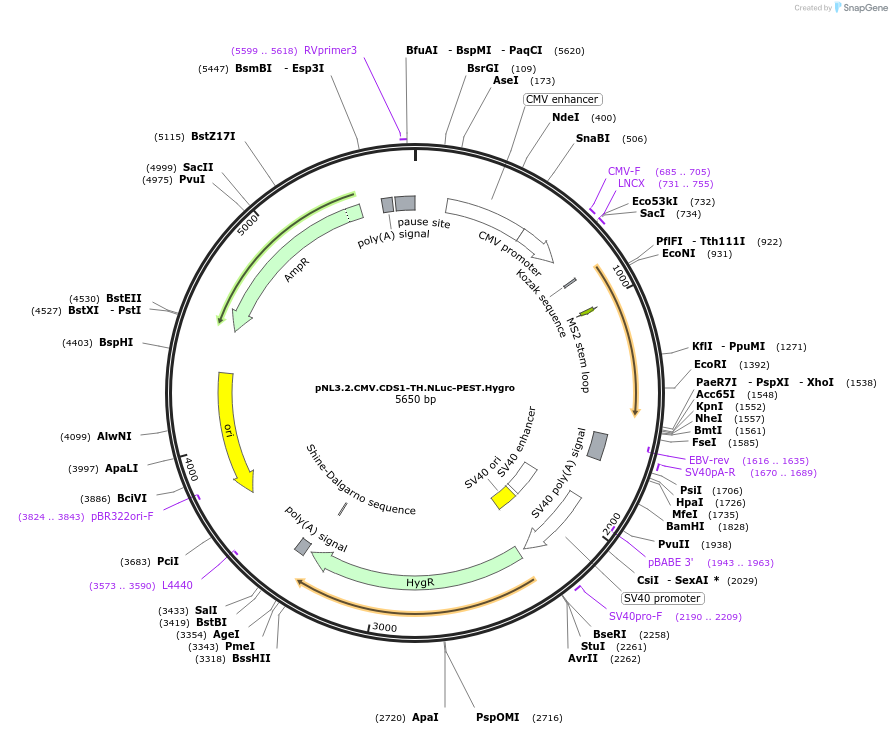209954-plasmid-map-sequence-id-418722