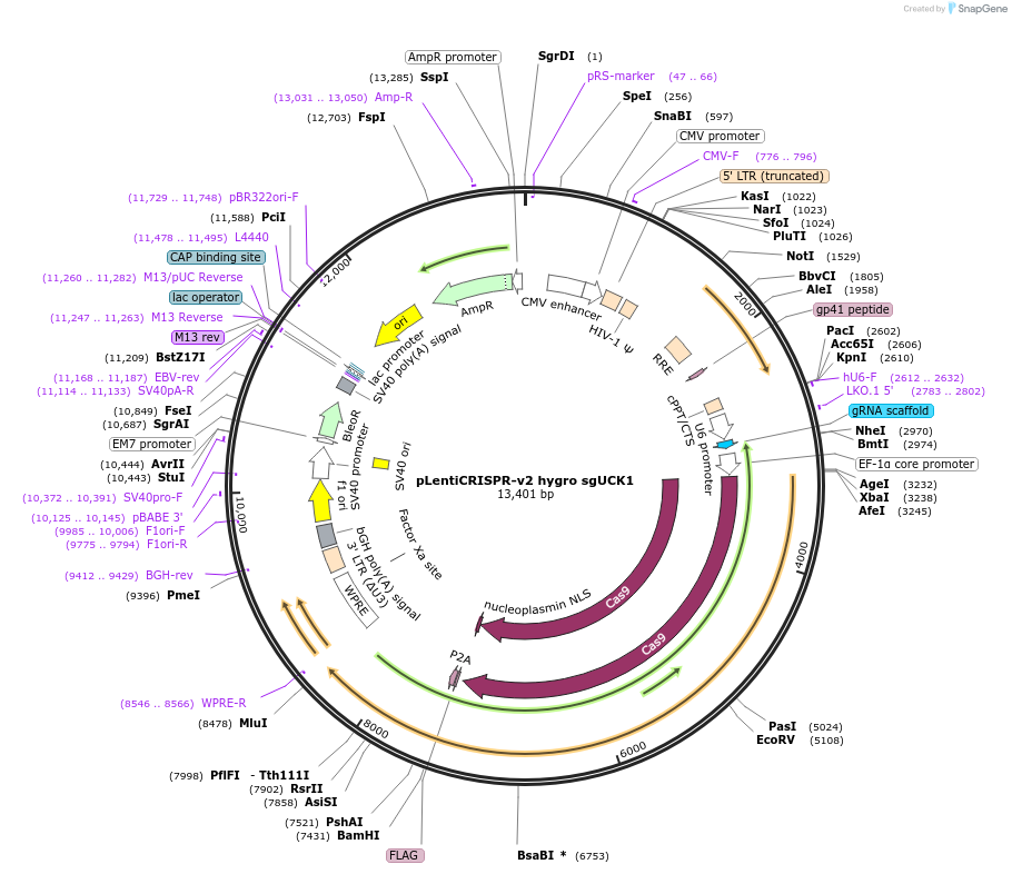 211524-plasmid-map-sequence-id-418728