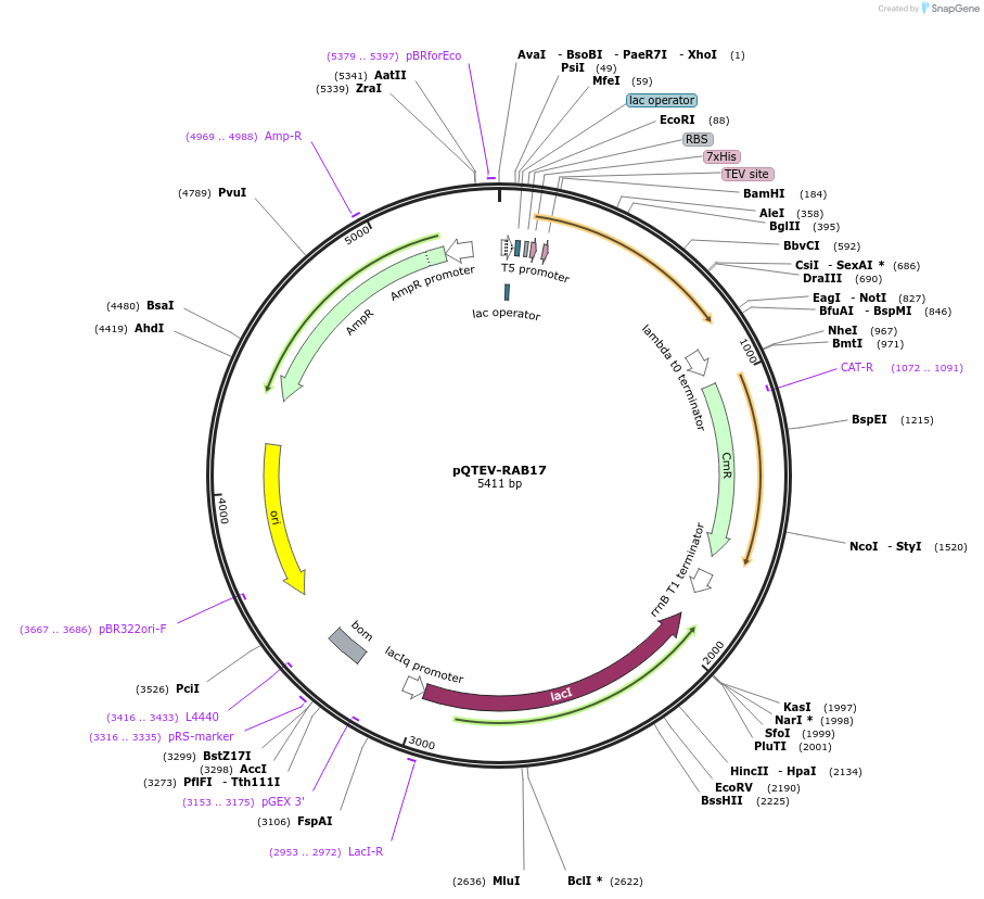 34812-plasmid-map-sequence-id-41873