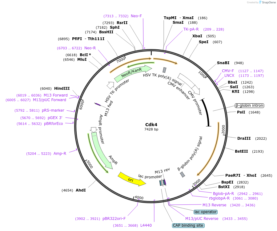 1874-plasmid-map-sequence-id-418734