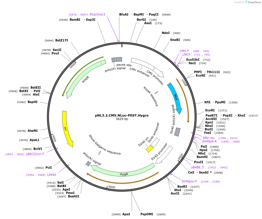 209998-plasmid-map-sequence-id-418742