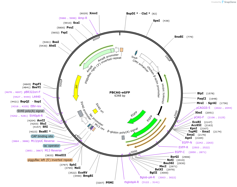 40973-plasmid-map-sequence-id-418745