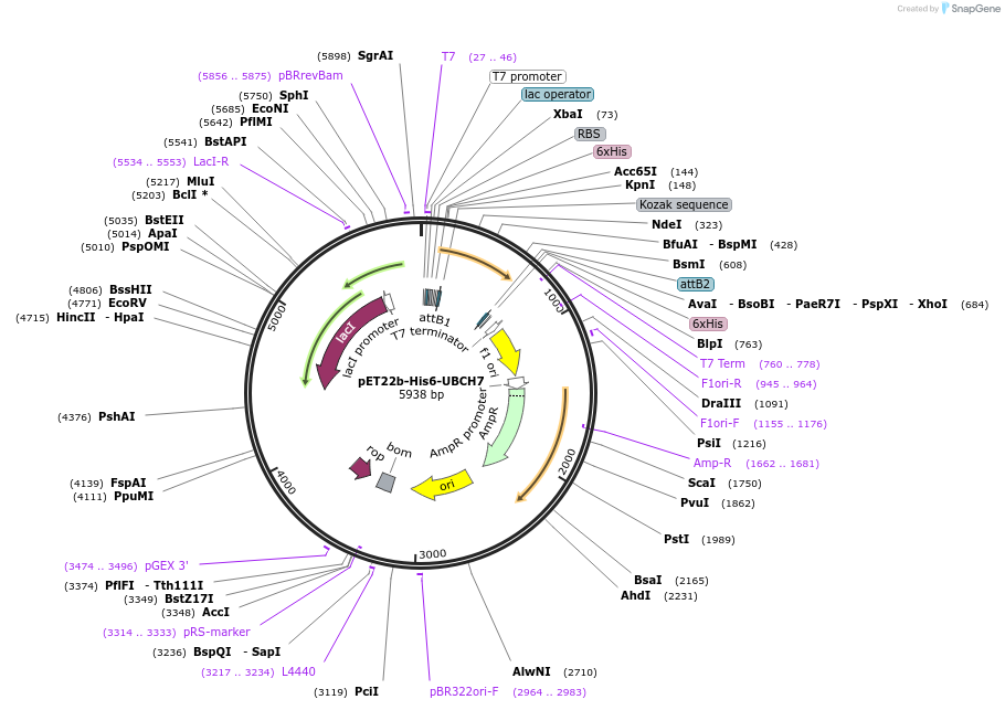 212711-plasmid-map-sequence-id-418752