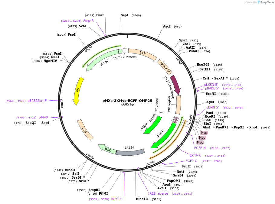 83355-plasmid-map-sequence-id-418753