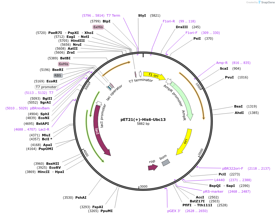 212715-plasmid-map-sequence-id-418758