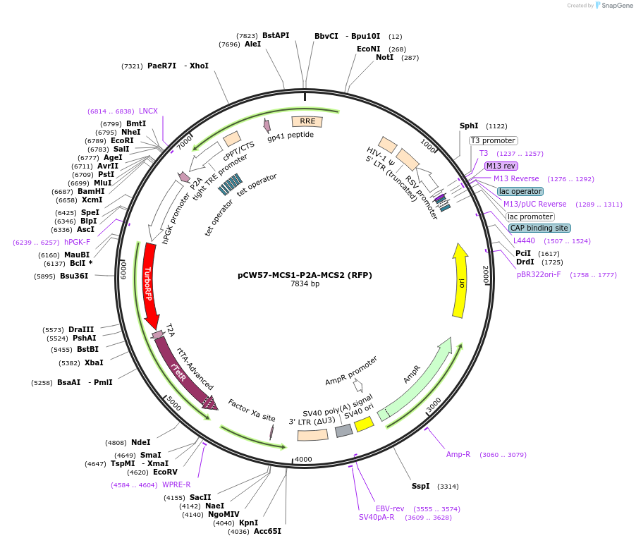 80923-plasmid-map-sequence-id-418760