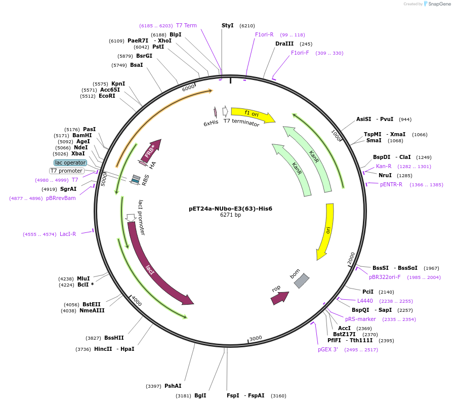 212717-plasmid-map-sequence-id-418761