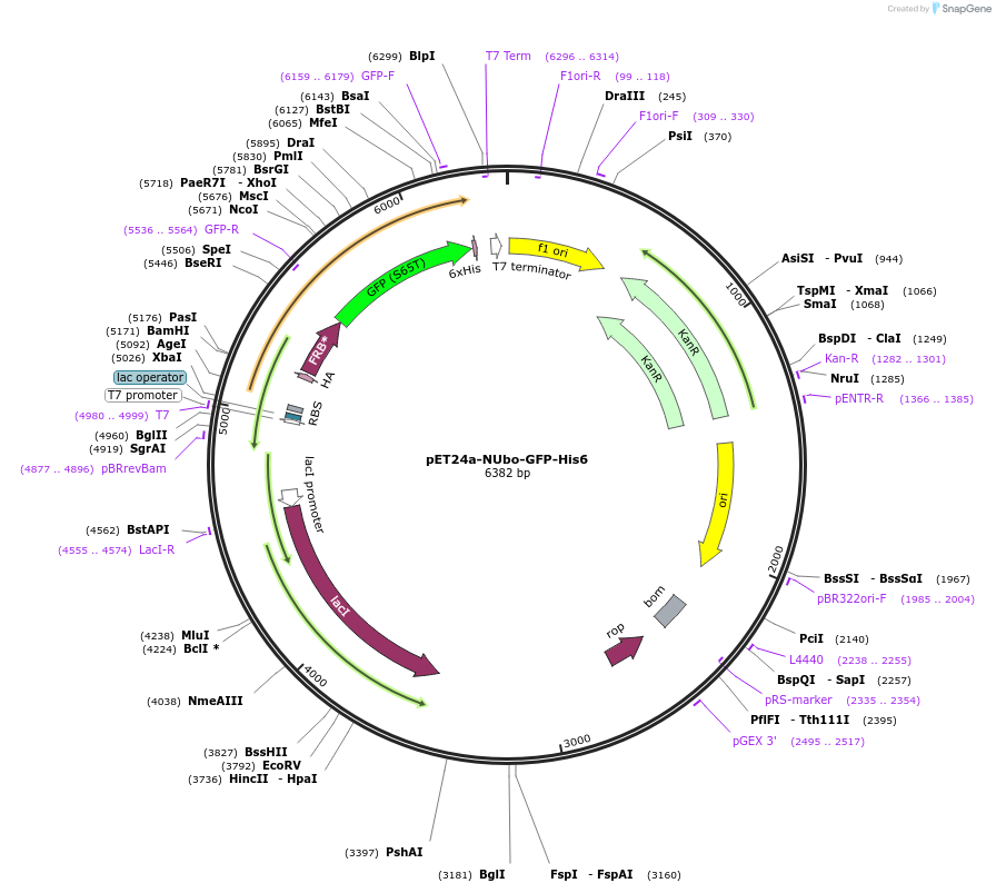 212718-plasmid-map-sequence-id-418762