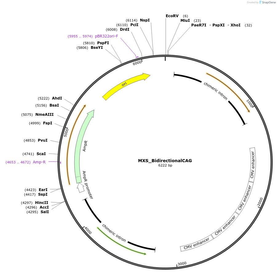 78175-plasmid-map-sequence-id-418763