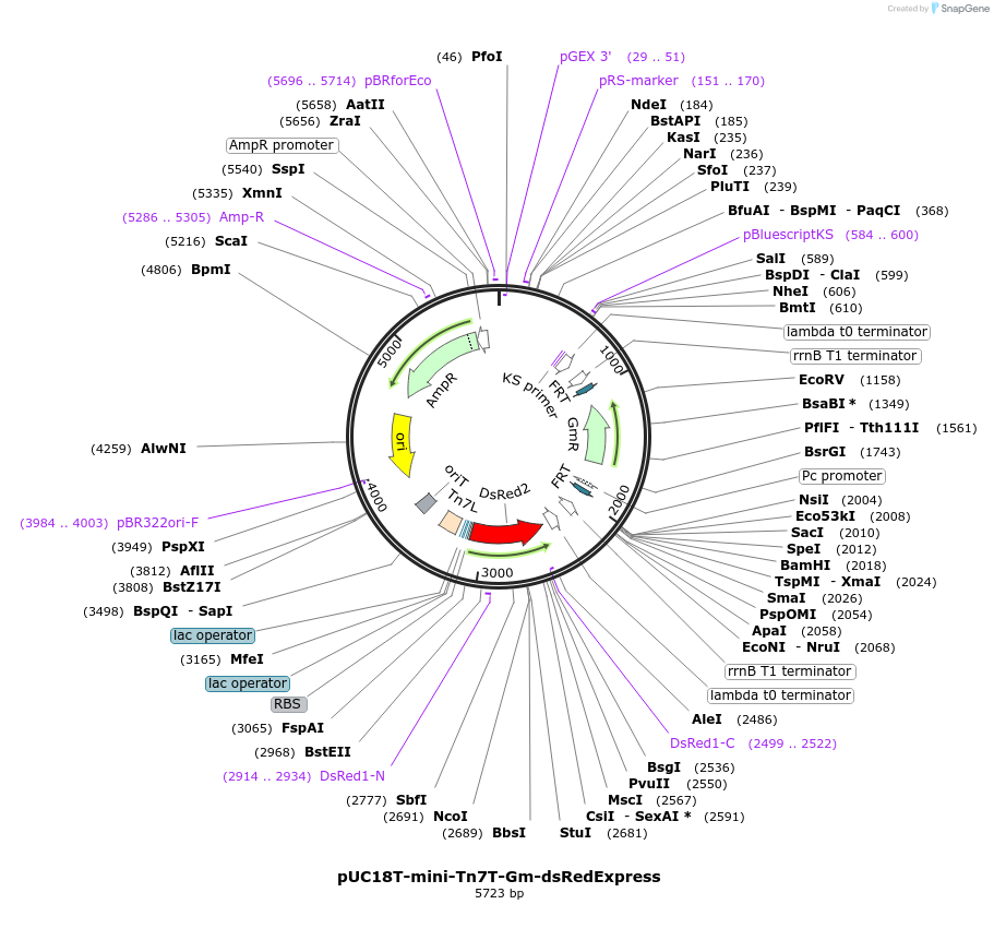 65032-plasmid-map-sequence-id-418766