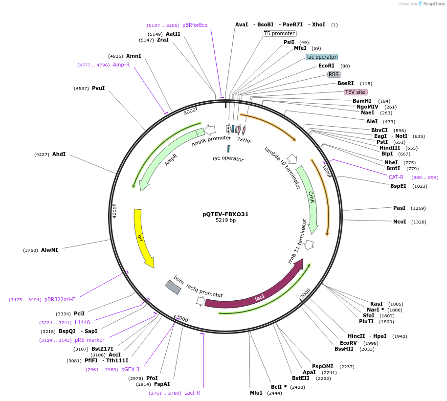34815-plasmid-map-sequence-id-41878