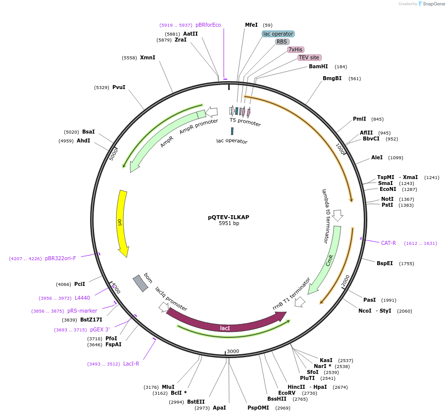 34817-plasmid-map-sequence-id-41883