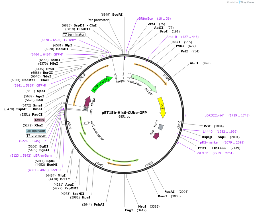212720-plasmid-map-sequence-id-418832