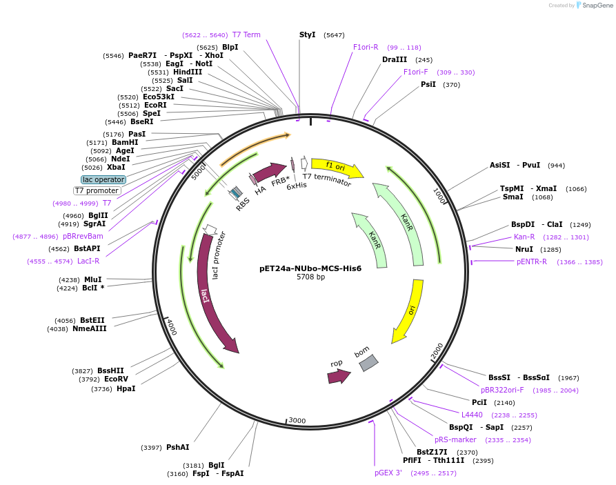 212723-plasmid-map-sequence-id-418837