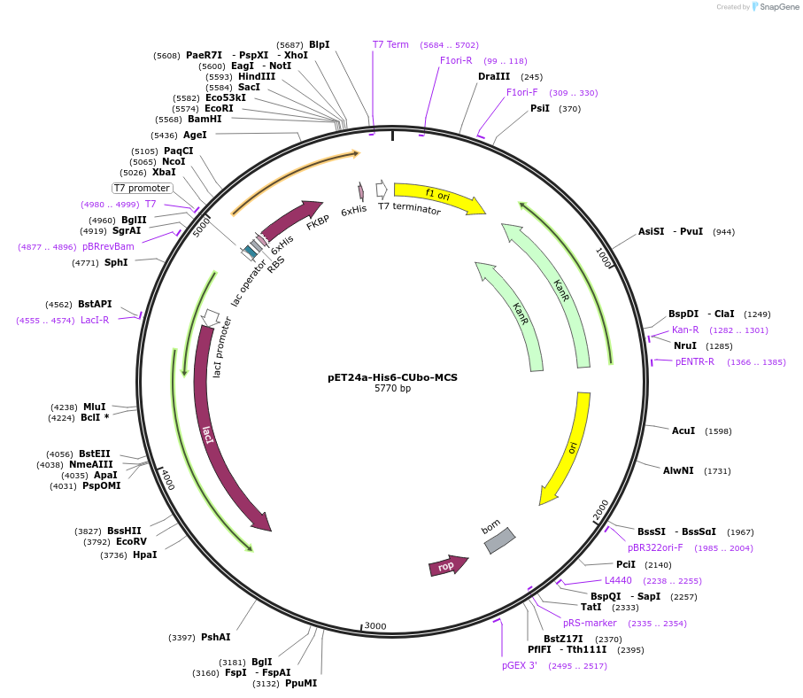 212725-plasmid-map-sequence-id-418839