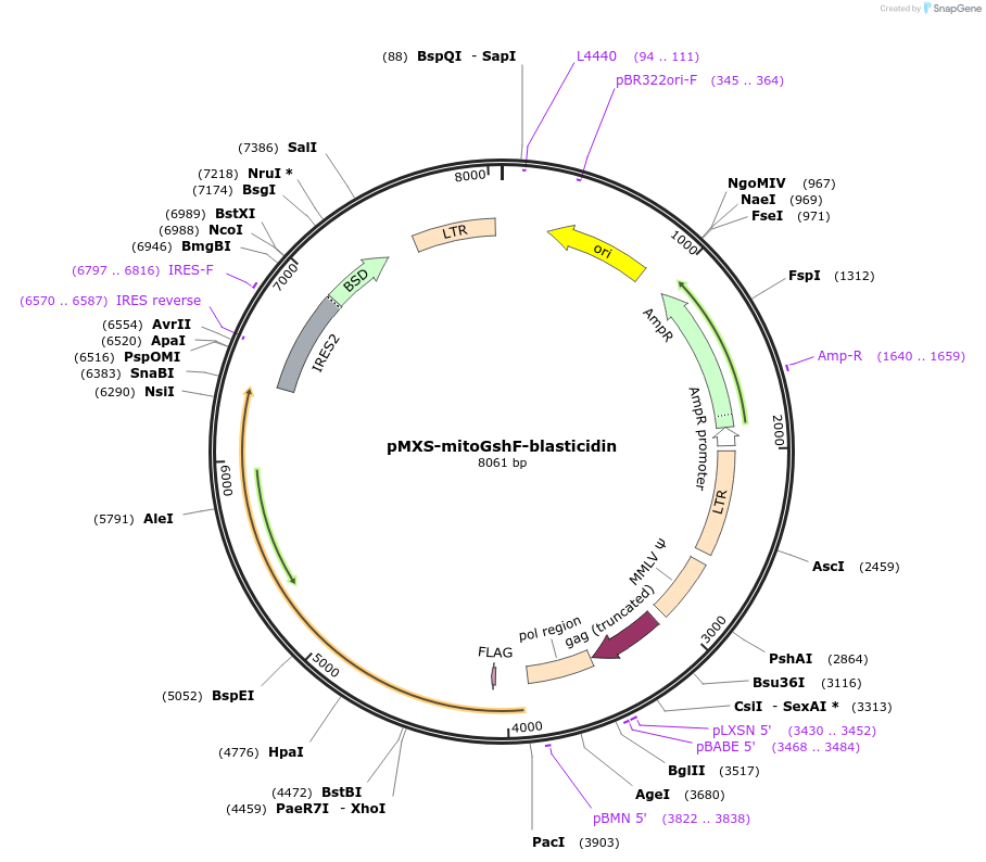 210314-plasmid-map-sequence-id-418848