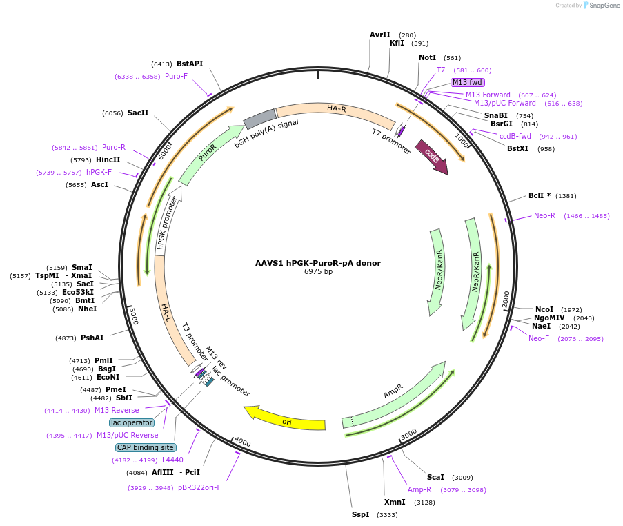 22072-plasmid-map-sequence-id-418882