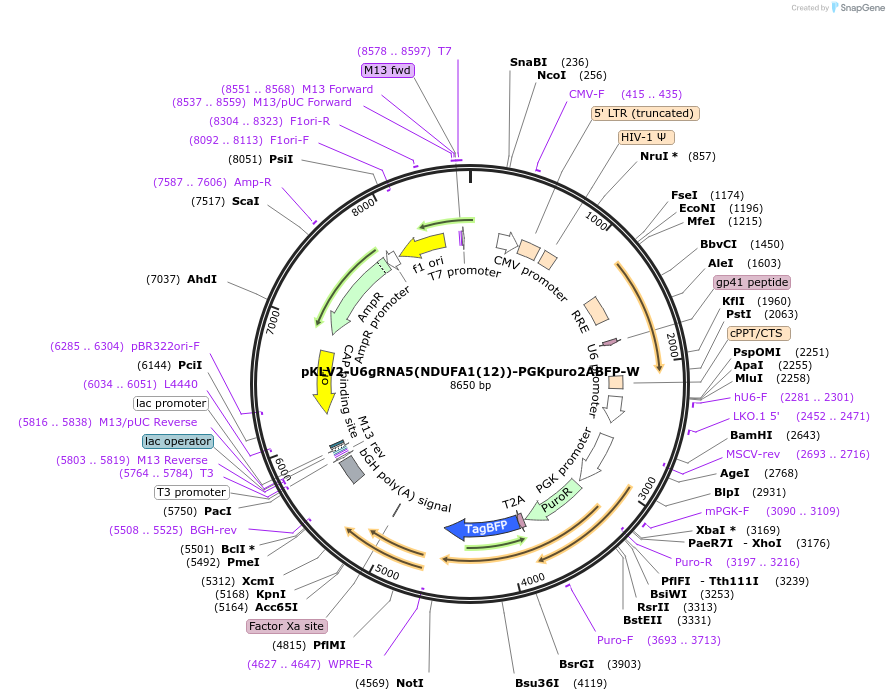 200495-plasmid-map-sequence-id-418903