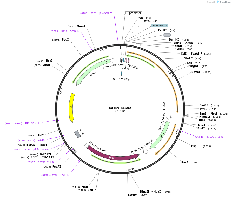 34820-plasmid-map-sequence-id-41892