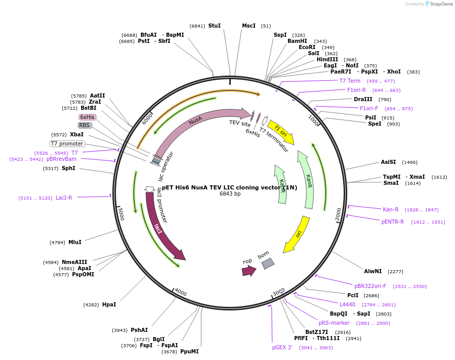 29657-plasmid-map-sequence-id-418922