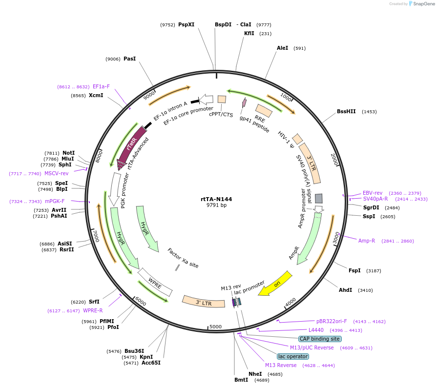 66810-plasmid-map-sequence-id-418923