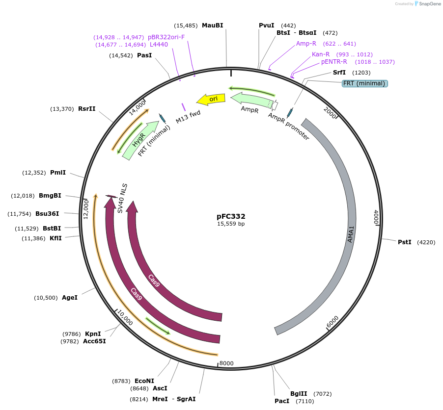 87845-plasmid-map-sequence-id-418925