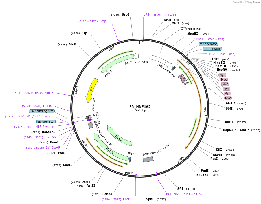 31100-plasmid-map-sequence-id-418943
