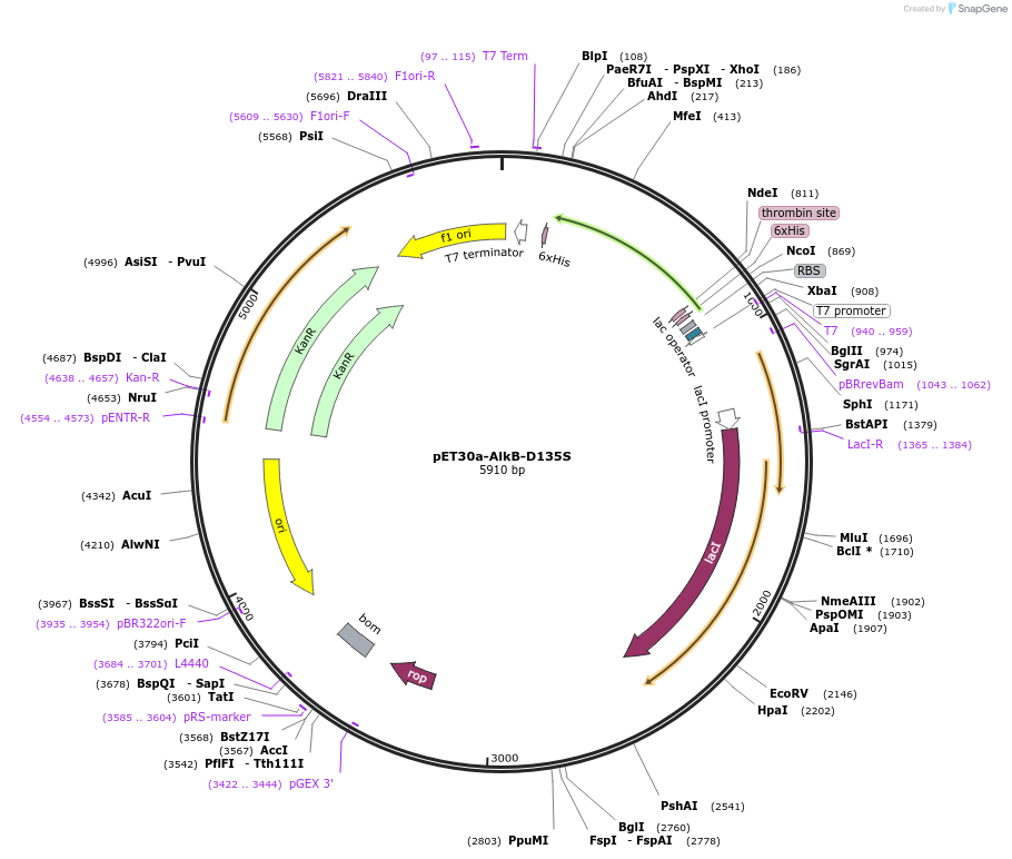 79051-plasmid-map-sequence-id-418944