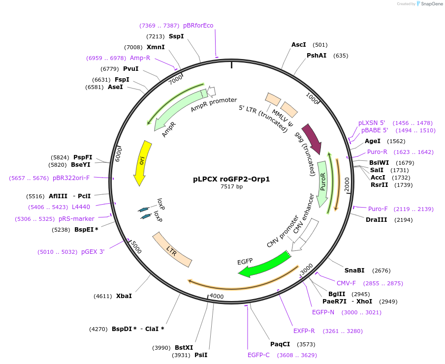 64991-plasmid-map-sequence-id-418946