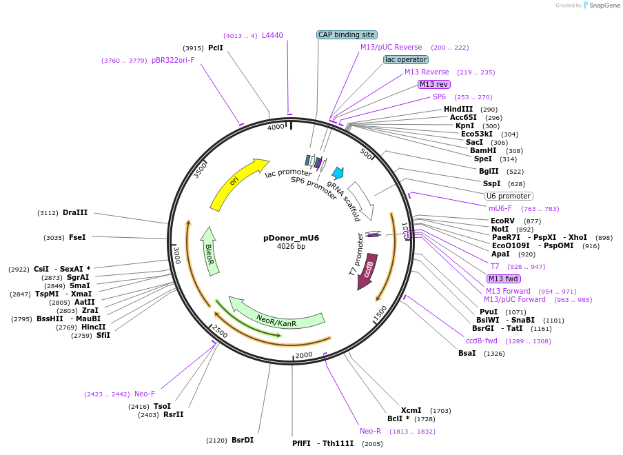 69350-plasmid-map-sequence-id-418948