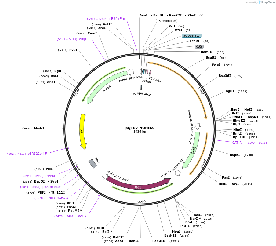 34821-plasmid-map-sequence-id-41896