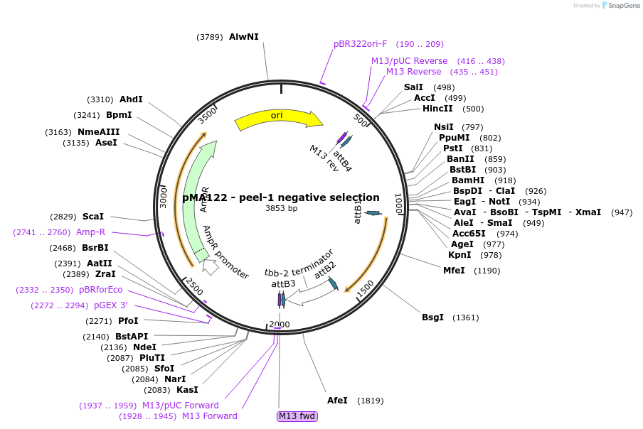 34873-plasmid-map-sequence-id-418960
