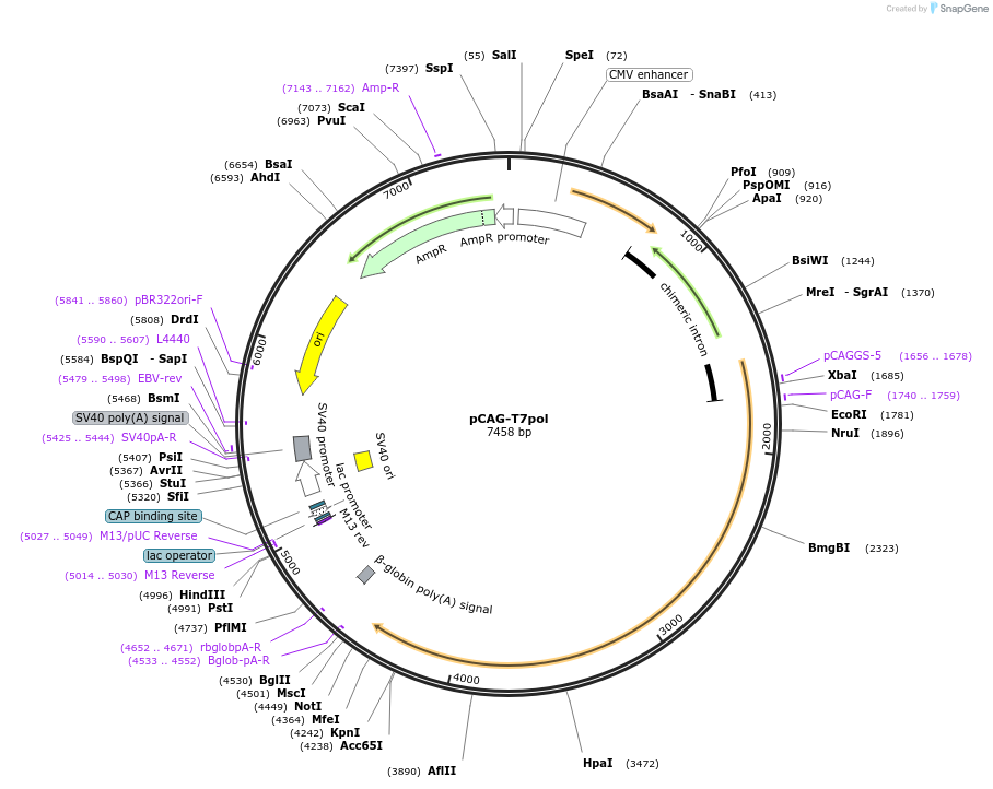 59926-plasmid-map-sequence-id-418961